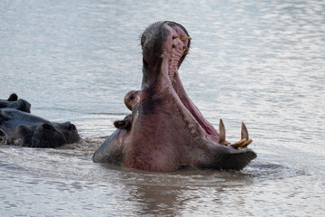 Fototapeta na wymiar Hippopotamus (Hippopotamus amphibius) in a lake in Kenya, Africa