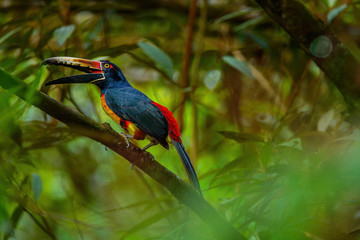 Collared aracari toucan resting on branch © Raul