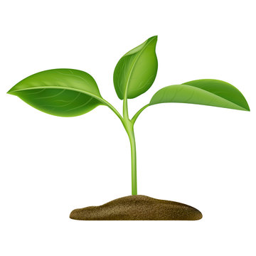 Realistic Detailed 3d Green Plant Seedling Growing in Soil. Vector