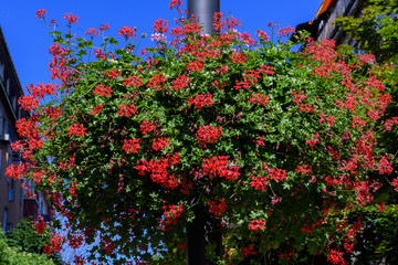 Fototapeta na wymiar Many delicate vivid red flowers of Geranium plant, commonly known as geraniums, pelargoniums, or storksbills in a large garden pot in a sunny summer day, beautiful outdoor floral background