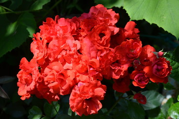 Bouquet of fresh delicate vivid red roses and blurred green leaves in a garden towards clear blue sky in a sunny summer day, beautiful outdoor floral background photographed with soft focus