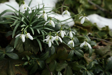 Snowdrops on the background of green grass in the spring forest