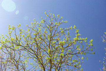 Crown of tree with young green leaves against blue sky in sun glare. Spring background for your design