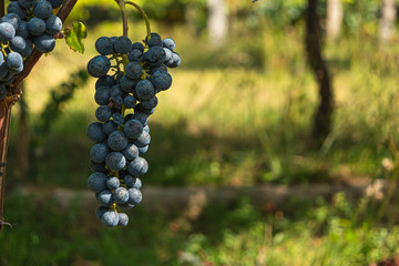 Close up of berries and leaves of grape-vine. Single bunch of ripe red wine grapes hanging on a vine on green leaves background. Plantation of grape-bearing vines, grown for wine making, vinification.