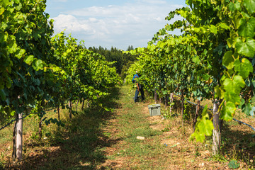 Naklejka premium Vineyards at sunset in autumn harvest. Ripe grapes in fall. Alvarinho wine vineyards in Portugal.