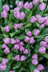 Delicate purple tulips in lush of fresh greenery top view. Floral vertical natural background as blank for design. Concept of women's day, mother's day, birthday, Valentine's Day
