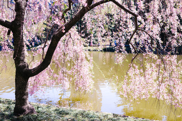 View of the Japanese Garden at Brooklyn Botanic Garden, New York City.