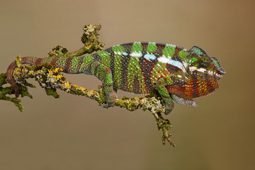 Ambilobe Panther Chameleon (Furcifer pardalis) climbing moss and lichen covered branch