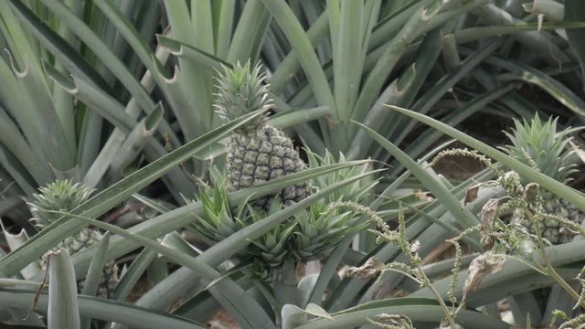 pineapple farm closeup shot slowmotion