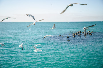 Fototapeta na wymiar pelicans in flight