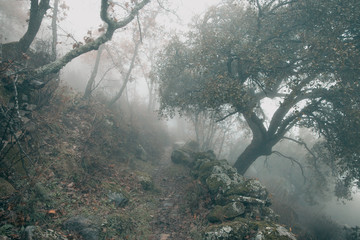 Obraz na płótnie Canvas Landscape with fog near Montanchez. Extremadura. Spain.