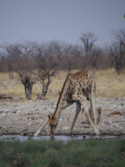 Some giraffe drinking