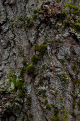 Tree bark close-up, green moss grows on a tree. Moss grows on the gray bark of a tree.