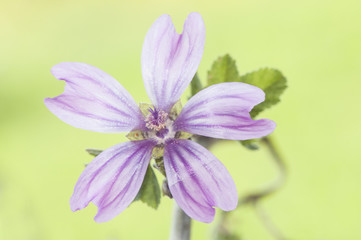 Malva sylvestris wood tree high mallow weed with beautiful large flowers and purple color © JUANFRANCISCO