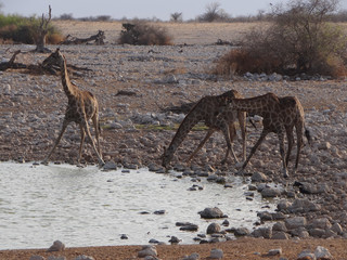 Fototapeta na wymiar Some giraffes drinking