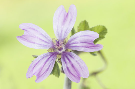 Malva sylvestris wood tree high mallow weed with beautiful large flowers and purple color
