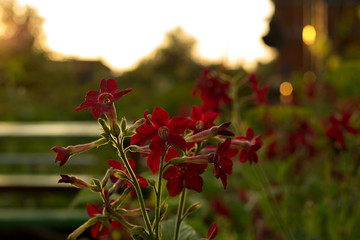 Tobacco flowers in the ray of the setting sun. A plant with a strong odor. Bright burgundy flowers