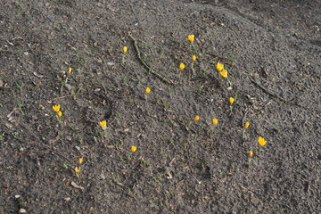 Gelbe Krokusse auf braunem Boden