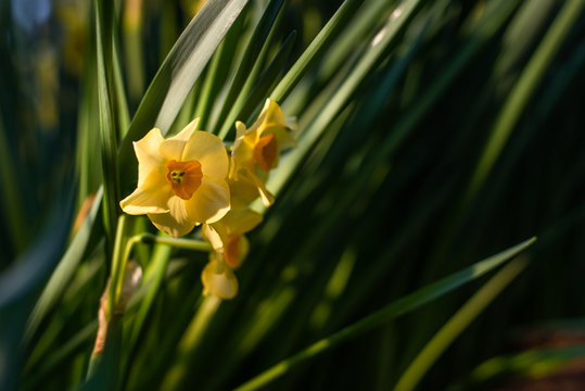 Spring with yellow flowers