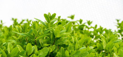 Mint plant grow at vegetable garden. Fresh natural organic product
