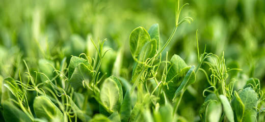 Micro green of peas. Fresh natural organic product © byrdyak