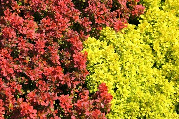 Berberis thunbergii.