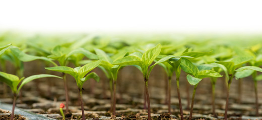 Small seedlings growing in cultivation tray. Fresh natural organic product