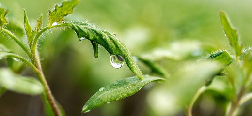 Fototapeta na wymiar Water drop on a leaf macro shot. Fresh natural organic product