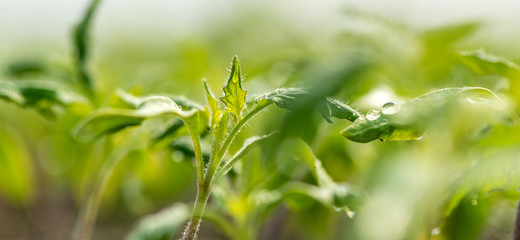 Fototapeta na wymiar Water drop on a leaf macro shot. Fresh natural organic product