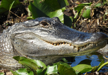closeup of a alligator