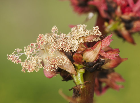 Ricinus communis the castor bean or oil plant very toxic with beautiful white and red flowers as well as fruits of intense red color