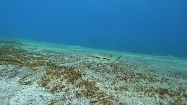 Halavi guitarfish (Glaucostegus halavi) swimming underwater in sea.