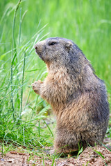 Alpine Marmot Eating Peanuts (Marmota marmota)