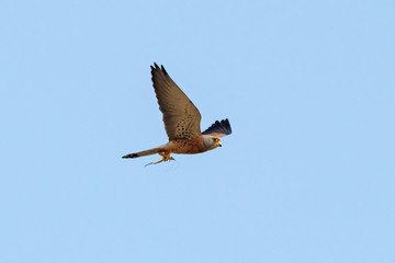 Lesser kestrel falco naumanni carrying rare saga pedo grasshopper as prey. Cute falcon in wildlife.