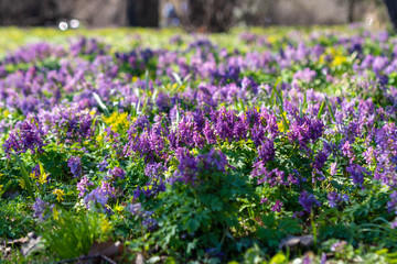 flowers of spring fumewort. Corydalis solida