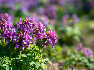 flowers of spring fumewort. Corydalis solida