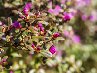 Fototapeta na wymiar Wild Himalayan Cherry Blossom. Selective Focus. Spring pink bloom
