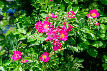 Large green bush with fresh vivid pink roses and green leaves in a garden in a sunny summer day, beautiful outdoor floral background photographed with soft focus