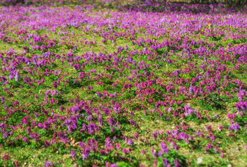 flowers of spring fumewort. Corydalis solida