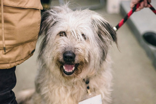 Cute Dog From A Shelter At The Pet Adoption Fair. Helping The Homeless, Caring For Animals