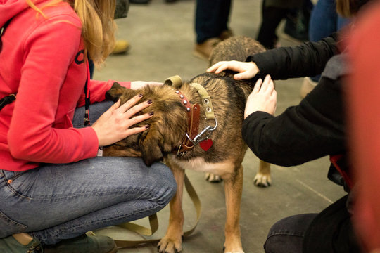 Cute Dog From A Shelter At The Pet Adoption Fair. Helping The Homeless, Caring For Animals