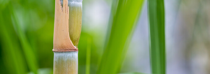 Beautiful panoramic view at bamboo