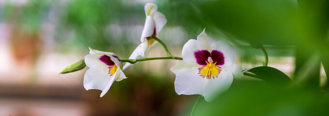 Blooming white orchid flower panorama