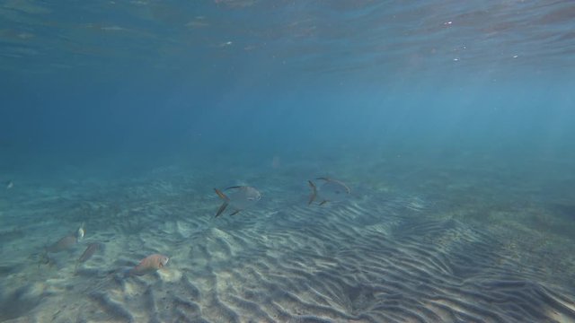 Pompano fish (Trachinotus blochii) in the sea.	