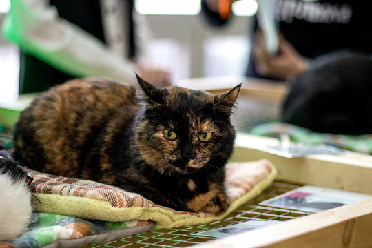 Cute Cat From A Shelter At A Pet Adoption Fair. Helping The Homeless, Caring For Animals