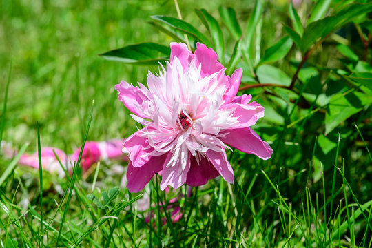 Close up of one large delicate vivid pink peony flower, in a garden in a sunny summer day, beautiful outdoor floral background photographed with soft focus