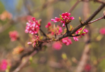 Fototapeta na wymiar Red spring flowers with blurred background