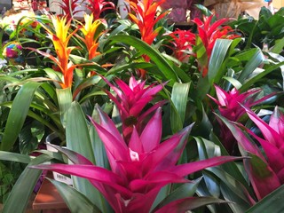 colorful bromeliad plants at the market