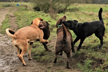 two dogs playing in park