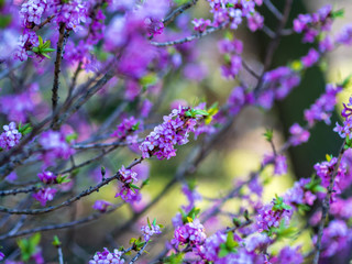 Blooming daphne mezereum . Beautiful mezereon blossoms in spring. Branch with purple flowers of...